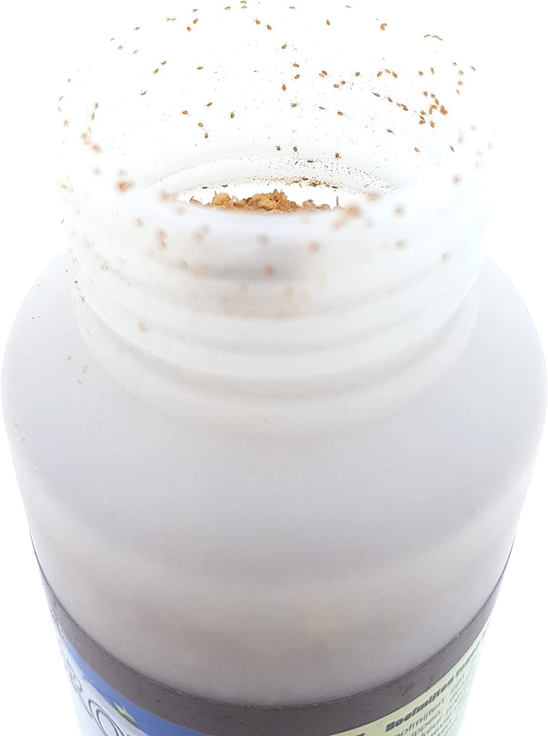 ANDROLIS ®, prédateur naturel du poux rouge