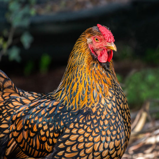 Les meilleures races de poules pour les débutants en élevage : choisir la poule parfaite pour votre poulailler