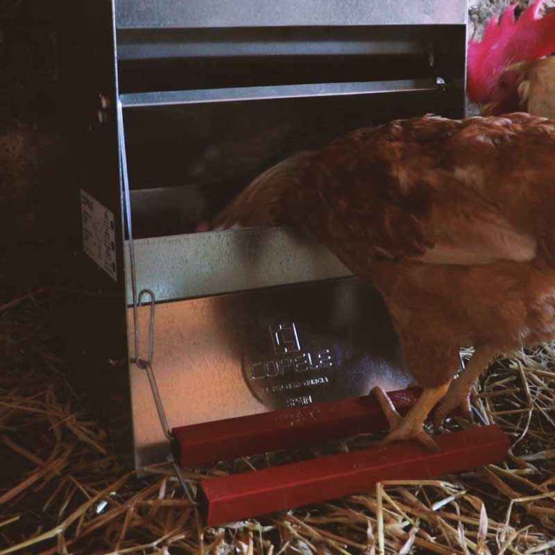 Mangeoire automatique pour poules, anti-nuisibles et anti-gaspillage